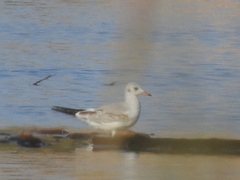 Chroicocephalus ridibundus