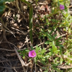 Portulaca pilosa