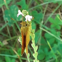 Ochlodes sylvanus