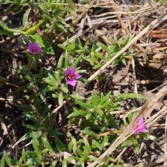 Portulaca pilosa