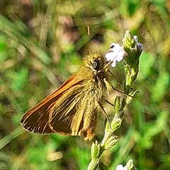 Ochlodes sylvanus