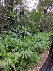Hedychium coronarium