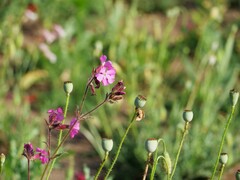 Silene dioica