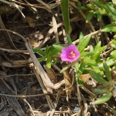 Portulaca pilosa