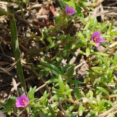 Portulaca pilosa