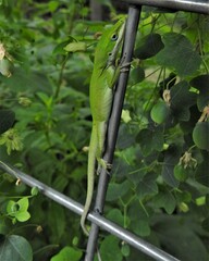 Anolis carolinensis