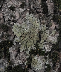 Physconia