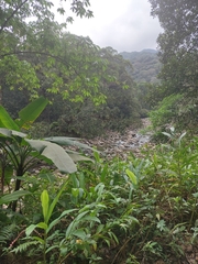 Hedychium coronarium