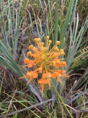Platanthera ciliaris
