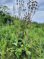 Phlomoides tuberosa