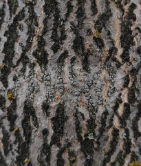 Lecanora carpinea