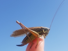Roeseliana roeselii