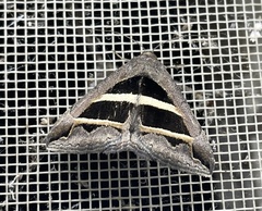 Grammodes