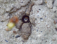 Melipona favosa