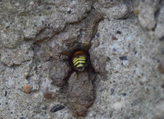 Melipona favosa