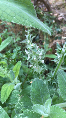 Stachys albens