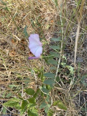 Convolvulaceae