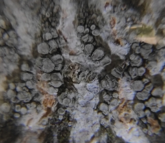 Lecanora carpinea