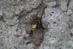 Melipona favosa