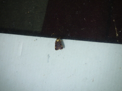 Pseudohermonassa bicarnea