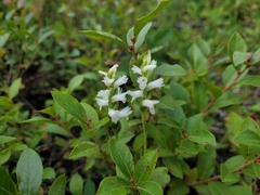 Spiranthes incurva