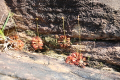 Drosera natalensis