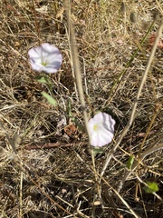 Convolvulaceae