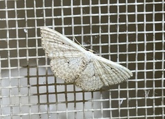Scopula