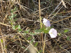 Convolvulaceae