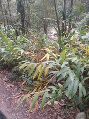 Hedychium coronarium