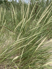 Ammophila breviligulata