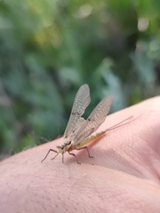 Ephemerella