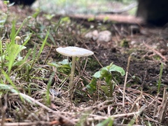 Leucocoprinus