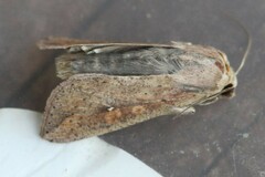 Mythimna unipuncta