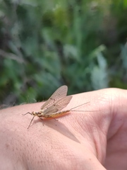 Ephemerella