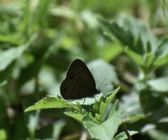 Hermeuptychia canthe