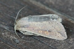 Mythimna unipuncta