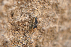 Harmonia axyridis