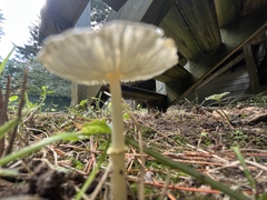 Leucocoprinus
