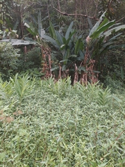 Hedychium coronarium