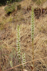 Platanthera elegans