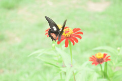Papilioninae