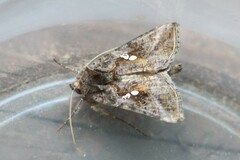 Autographa precationis