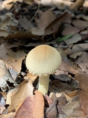 Lepiota clypeolaria