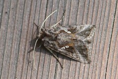 Autographa precationis