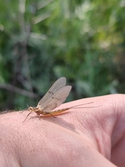 Ephemerella