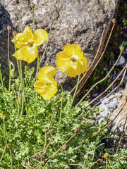 Papaver alpinum