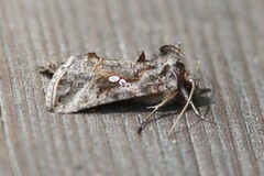 Autographa precationis
