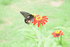 Papilioninae