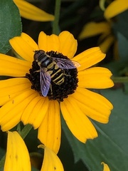 Eristalis transversa